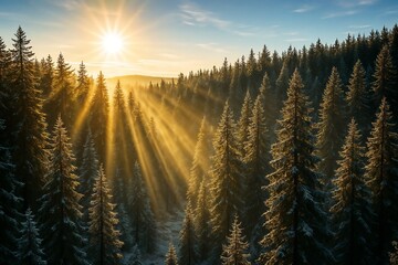 Golden Sunlight Filtering Through Snow-Covered Evergreen Forest