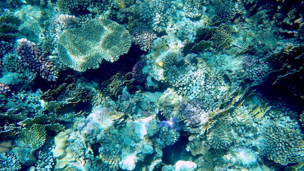 Wide shot of coral and reef inhabitants
