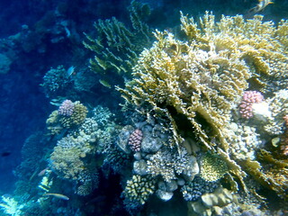 Wide shot of coral and reef inhabitants