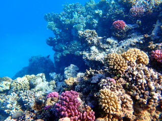 Wide shot of coral and reef inhabitants