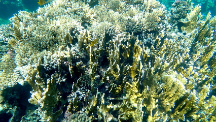 Wide shot of coral and reef inhabitants