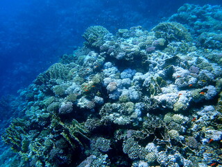 Wide shot of coral and reef inhabitants