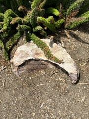 roots of a tree