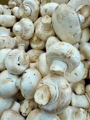gros plan sur des champignons de paris blanc chez un producteur bio