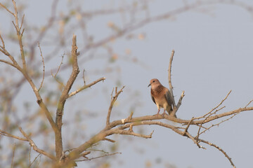 A laughing dove (Spilopelia senegalensis) perched on a thorny tree branch in the dry landscape of Bhigwan, Maharashtra, India.