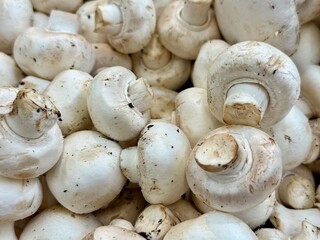 gros plan sur des champignons de paris blanc chez un producteur bio