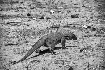Unique infrared perspective of Komodo dragon on sandy shore surrounded by dense forest in Komodo NP