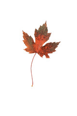 Autumn maple leaves on white isolated background