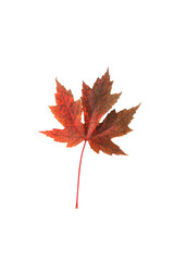 Autumn maple leaves on white isolated background