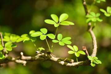Akebia quinata, a climbing deciduous vine with purple fruits and medicinal properties.