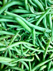 gros plan sur des haricots vert frais chez un producteur bio
