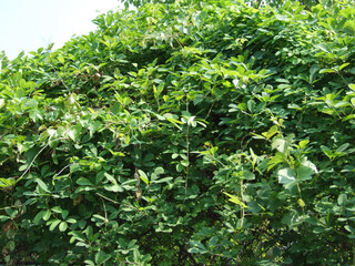 Akebia quinata, a climbing deciduous vine with purple fruits and medicinal properties.