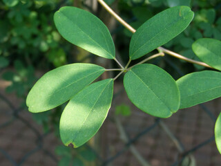 Akebia quinata, a climbing deciduous vine with purple fruits and medicinal properties.