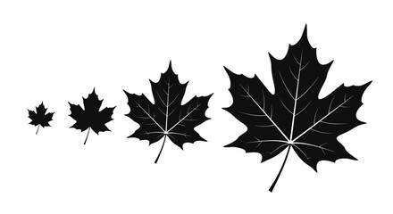 A series of black maple leaves progressively increasing in size