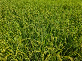 Lush Green Rice Plants Growing in a Vibrant Paddy Field