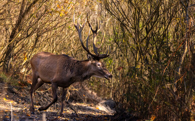 Red deer in autumn ambient forest