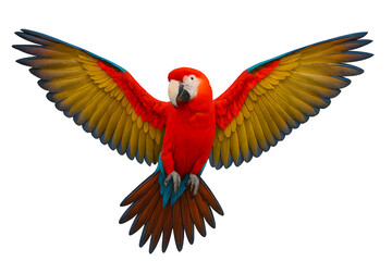 Obraz premium Colorful Parrot PNG Isolated Tropical Bird on Transparent Background