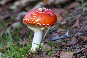 Fly agaric (amanita muscaria) mushroom