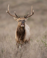 The tule elk (Cervus canadensis nannodes) is a subspecies of elk found only in California, ranging from the grasslands and marshlands of the Central Valley to the grassy hills on the coast.