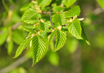 Hornbeam (Carpinus) tree branch with young leaves