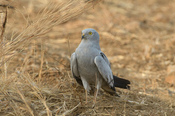 A Montagu's harrier (Circus pygargus) standing on dry farmland in the open grasslands of Bhigwan, Maharashtra, India.
