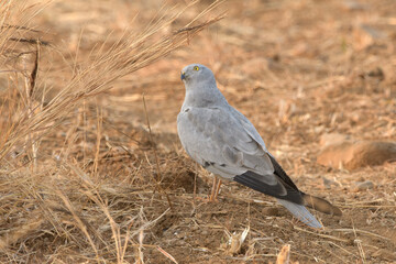 A Montagu's harrier (Circus pygargus) standing on dry farmland in the open grasslands of Bhigwan,...
