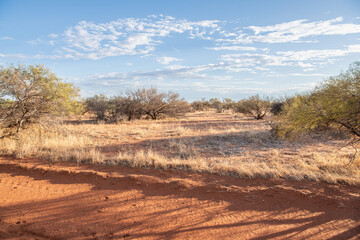 The outback desert and small trees in Western Australia, Australia