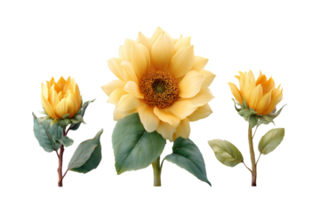 Three delicate yellow sunflowers in different stages of bloom capture the essence of summer's vibrant natural beauty in a studio setting isolated on transparent background