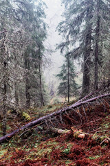 Landscape by the Sulustaddalen Valley, Toten, Norway, October 2025.