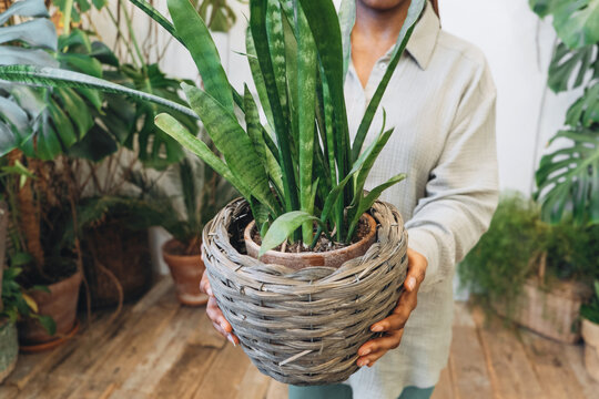 A chic and stylish composition of indoor plants, perfectly decorated in a modern pot design