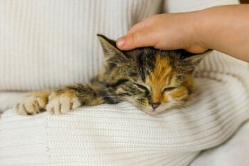 A small kitten is stroked by a child, a light background, a domestic cat. Kitten sleeping in your arms, pet, child stroking cat, care, attention