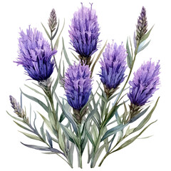 Fototapeta premium watercolor of Liatris Flower, vector, isolated on a white background.