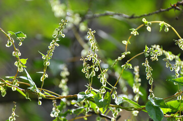 Wild shrub buckwheat (Fallopia dumetorum) which twists grows in the wild