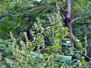 Wild shrub buckwheat (Fallopia dumetorum) which twists grows in the wild