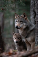 Obraz premium wolf and wolf cub in the forest