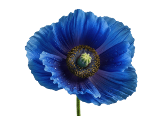 Vibrant electric blue poppy flower with intricate layered petals, dewdrops, dark stamens, golden pollen, isolated on transparent background, macro close-up, concept of botanical fragility
