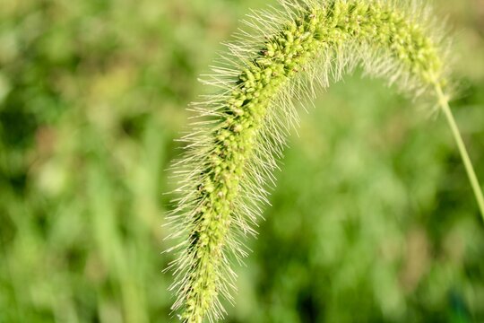 Green Foxtail Grass in Summer Sunlight