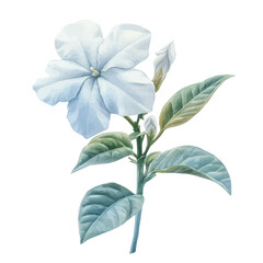 watercolor vector of Jasmine Flower, isolated on a white background.