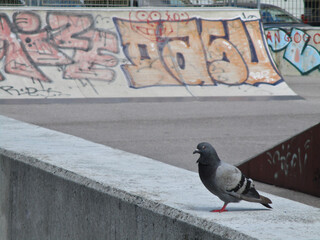 Paloma con una pata, con skatepark y graffitis de fondo