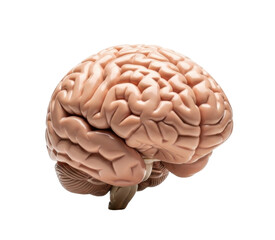 Anatomical model of a human brain, showcasing the intricate folds and structures.