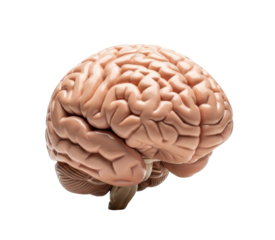 Anatomical model of a human brain, showcasing the intricate folds and structures.