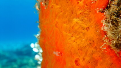 Red encrusting sponge or orange-red encrusting sponge (Crambe crambe) close-up undersea, Aegean...