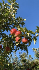 red apples on a tree