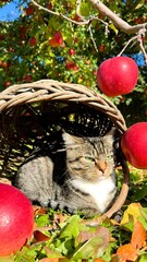 cat in a basket with apple