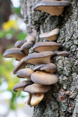 Oyster mushroom (Pleurotus ostreatus) grow in the wild