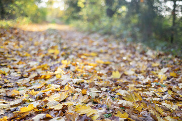 Ciepłe kolorowe jesienne liście  © qrrr
