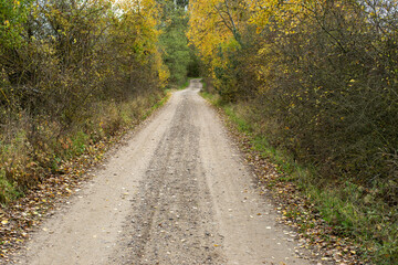 Piaszczysto szutrowa droga między jesiennymi drzewami © qrrr