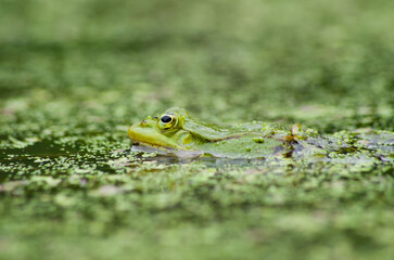 Green frog resting peacefully in algae covered water