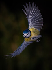 modraszka, sikora modra, sikora, sikorka, ptak, ornitologia, ptak w locie, lot, latanie, skrzydło, furkot, ułamek sekundy, zwierzęta, dokarmianie ptak&oacute;w, leśnictwo, lasy, ogr&oacute;d, ogrody, obserwacja, 
