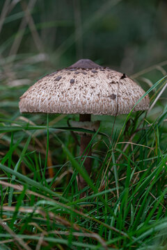 Czubajka kania - Macrolepiota procera